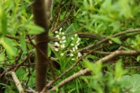 2015-06-24_01Eng-Steig (195).JPG